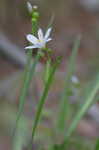 White blue-eyed grass